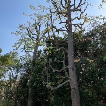 D&N Tree Care - Tree Services Near Me D&N Tree Care - Tree Services Near Me