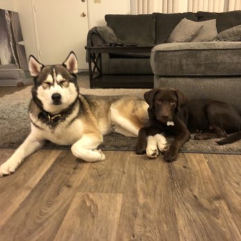 The Goodest Boyz - Hux and Zeus - Pet Sitting Near Me