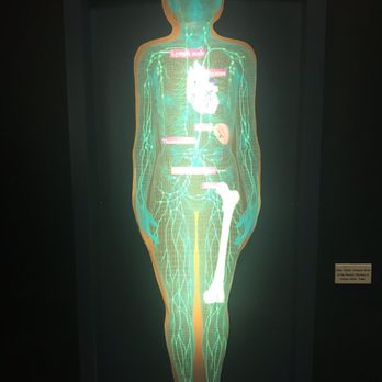 The Health Museum - Museums Near Me - Houston, Texas The Health Museum - Museums Near Me - Houston, Texas