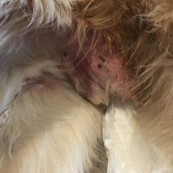 Deogi Pointe - condition on pick up from facility (right groin) - Pet Training Near Me - Kansas City, Missouri Deogi Pointe - condition on pick up from facility (right groin) - Pet Training Near Me - Kansas City, Missouri