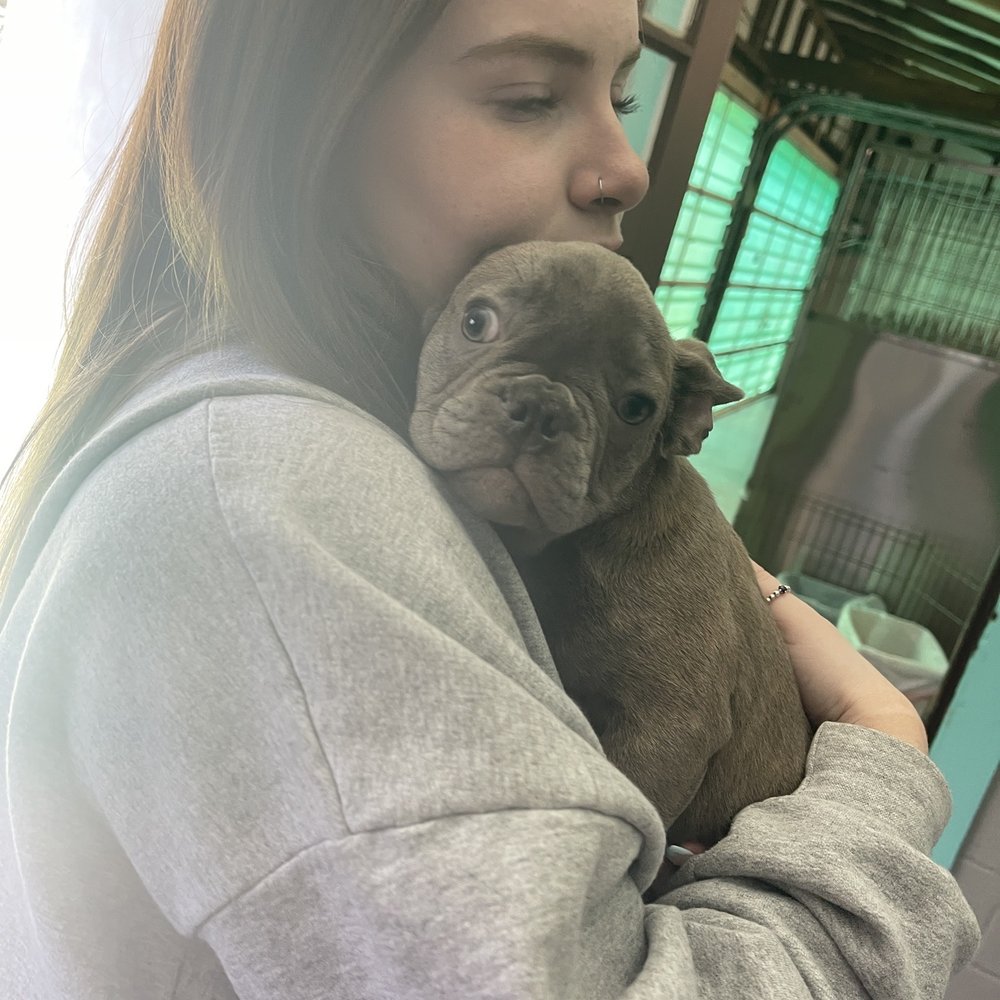Frenchies Kingdom - Pet Stores Near Me Frenchies Kingdom - Pet Stores Near Me