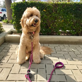 Personal ParaWear - 4.5 Foot Trainer Leash with Dual Handles - Pet Stores Near Me - Upland, California Personal ParaWear - 4.5 Foot Trainer Leash with Dual Handles - Pet Stores Near Me - Upland, California