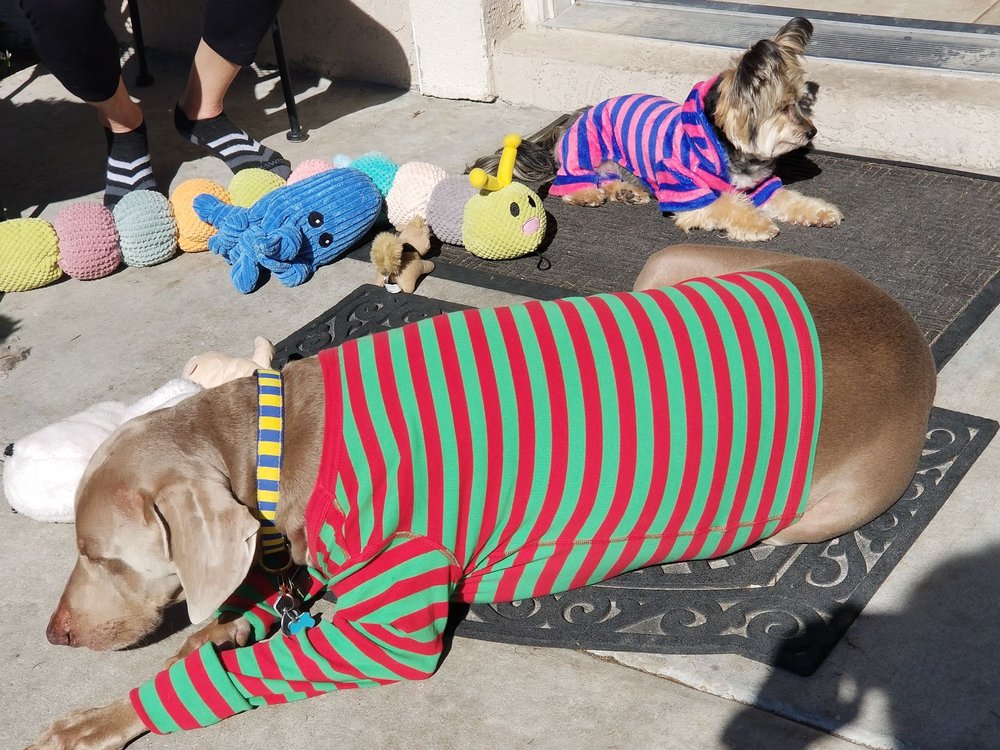 WAGGINGTON PRIVATE DOGGIE DAYCARE AND BOARDING Updated August 2024