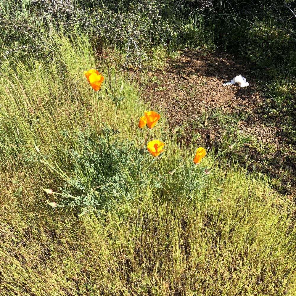 Black Mountain Trail - Just a little patch of wild California poppies. They were growing everywhere. - Hiking Near Me - Los Altos, California Black Mountain Trail - Just a little patch of wild California poppies. They were growing everywhere. - Hiking Near Me - Los Altos, California