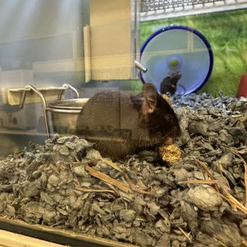 PetSmart - Mouse - Pet Stores Near Me - Sacramento, California