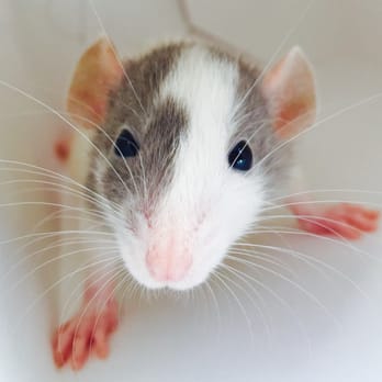 Petland Dayton York Commons - The baby rat I took home from Petland was beyond thankful to leave. - Pet Stores Near Me - Dayton, Ohio Petland Dayton York Commons - The baby rat I took home from Petland was beyond thankful to leave. - Pet Stores Near Me - Dayton, Ohio