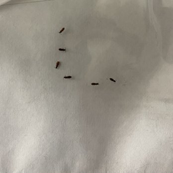 Stone Creek at Brookhaven Apartment Homes - Bugs found in food - Apartments Near Me - Brookhaven, Georgia Stone Creek at Brookhaven Apartment Homes - Bugs found in food - Apartments Near Me - Brookhaven, Georgia