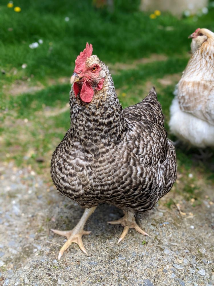 SCHOOLHOUSE ICE CREAM & FARM 25 Photos 253 Bakers Grant Rd, Lebanon