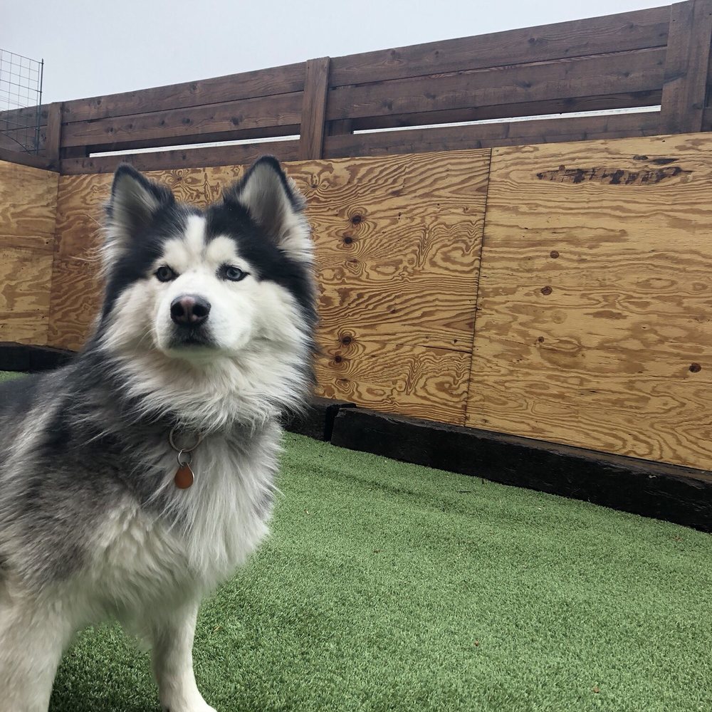 Paw Lofts - Pet Groomers Near Me - Dallas, Texas Paw Lofts - Pet Groomers Near Me - Dallas, Texas