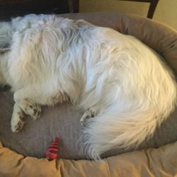 Big Fluffy Dogs Rescue - Big bed needed.