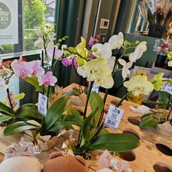 Whole Foods Market - Orchid plants