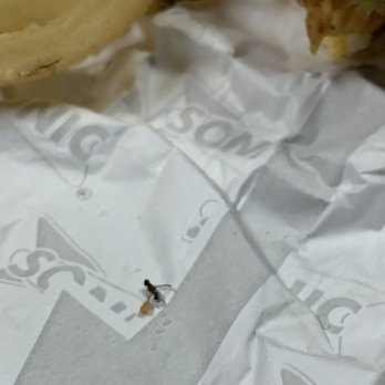 Sonic Drive-In - Dead bug in Crispy Tender Sandwich meal at Sonic - Burgers Near Me - Streamwood, Illinois