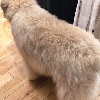 lululemon - Watch out for employee's big dog roaming freely throughout store.. good thing it is friendly. - Sports Wear Near Me - Burlingame, California lululemon - Watch out for employee's big dog roaming freely throughout store.. good thing it is friendly. - Sports Wear Near Me - Burlingame, California