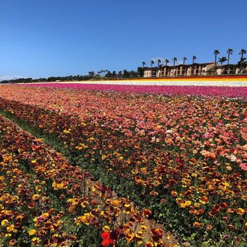 The Flower Fields - Venues & Event Spaces Near Me - Carlsbad, California The Flower Fields - Venues & Event Spaces Near Me - Carlsbad, California