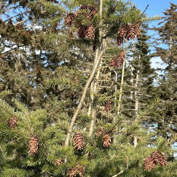 Deception Pass State Park - Cute little pine cones. - Community Service/Non-Profit Near Me - Oak Harbor, Washington