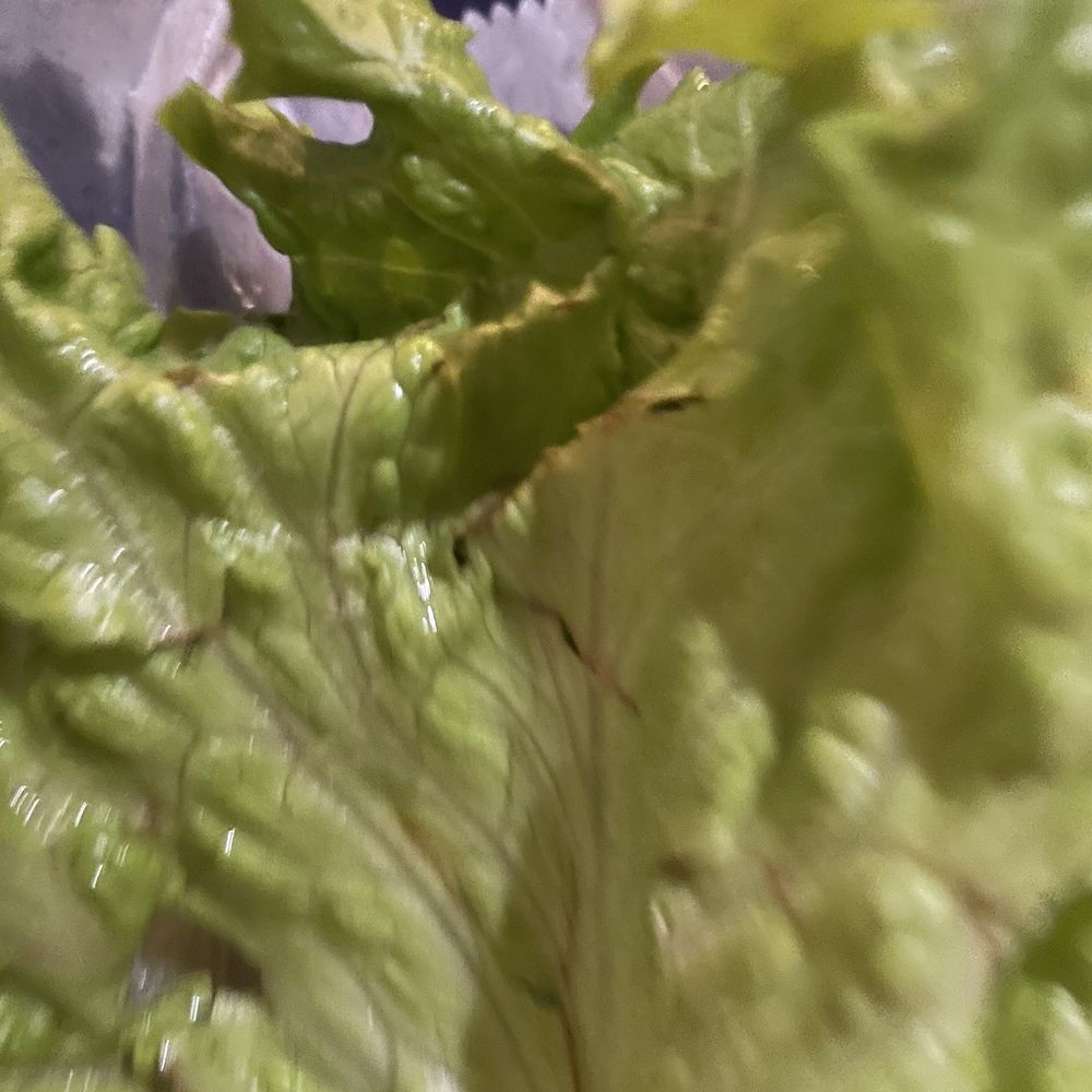 Ginger and Lemongrass - Yellow browning lettuce - Vietnamese Near Me - Whitestone, New York Ginger and Lemongrass - Yellow browning lettuce - Vietnamese Near Me - Whitestone, New York