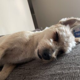 After groom nap After groom nap