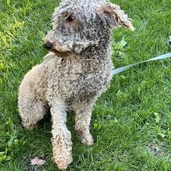 Backyard Pet Spa & Boutique - Pet Stores Near Me - Roseville, California Backyard Pet Spa & Boutique - Pet Stores Near Me - Roseville, California
