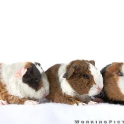 Texas Rustlers Guinea Pig Rescue - Baby guinea pigs!