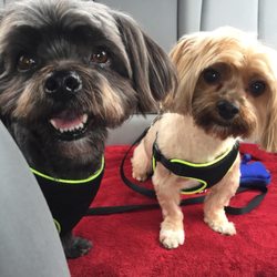 Hollywoof Grooming Salon - Oreo and Snickers. Thank you aunt Patty for making us look so handsome