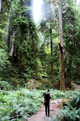 Hoh River Trailhead by null