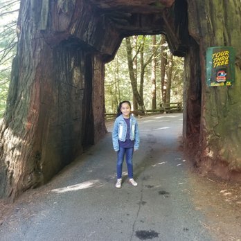 Tour Thru Tree - Local Flavor Near Me - Klamath, California