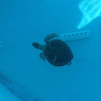 The Turtle Hospital - Veterinarians Near Me - Marathon, Florida The Turtle Hospital - Veterinarians Near Me - Marathon, Florida