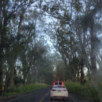 Maluhia Road Tree Tunnel - One of my fave places! - Landmarks & Historical Buildings Near Me Maluhia Road Tree Tunnel - One of my fave places! - Landmarks & Historical Buildings Near Me