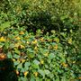 Photo of Elliott Woods State Nature Preserve