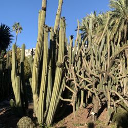 Jardí Botànic