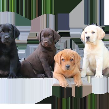 Sterling Labradors - Pet Breeders Near Me - Yuba City, California Sterling Labradors - Pet Breeders Near Me - Yuba City, California