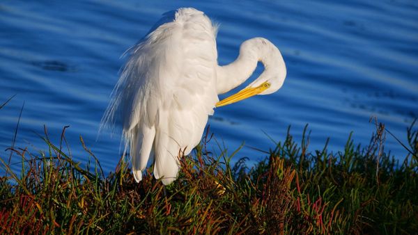 Bolsa Chica Ecological Reserve by null