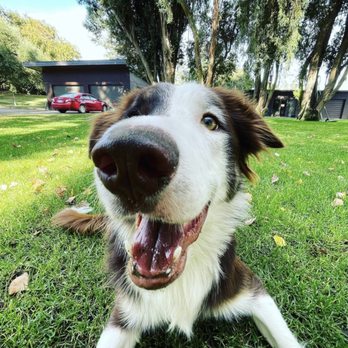 Student Scoopers - Pet Waste Removal Near Me Student Scoopers - Pet Waste Removal Near Me