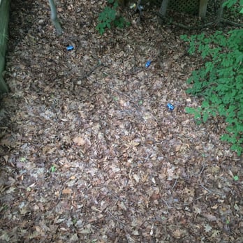 Lakeside Cabins Resort - Over abundance of dried leaves mixed w garbage around stairs of deck in the summertime. Breeding ground for ticks. - Campgrounds Near Me - Three Oaks, Michigan Lakeside Cabins Resort - Over abundance of dried leaves mixed w garbage around stairs of deck in the summertime. Breeding ground for ticks. - Campgrounds Near Me - Three Oaks, Michigan