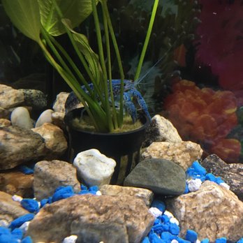 Jan's Tropical Fish - My crayfish I got from here, they are doing splendid. A bit costly for the cray, but the cray is very hardy and is thriving in my 10 gallon. - Local Fish Stores Near Me - Montclair, California Jan's Tropical Fish - My crayfish I got from here, they are doing splendid. A bit costly for the cray, but the cray is very hardy and is thriving in my 10 gallon. - Local Fish Stores Near Me - Montclair, California