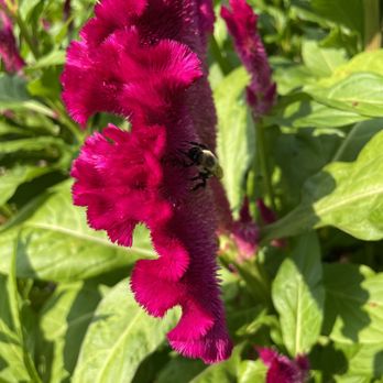 Dixon Gallery & Gardens - Check out the bee - Museums Near Me - Memphis, Tennessee