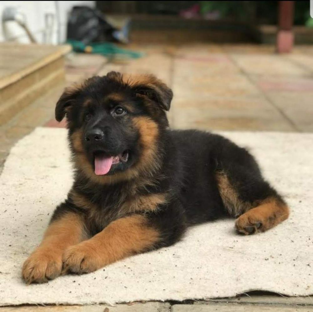 European German Shepherds Image