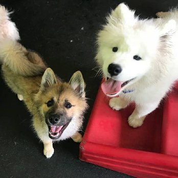 Dogtopia - Miramar - Puppy friends at dogtopia! - Pet Groomers Near Me - San Diego, California