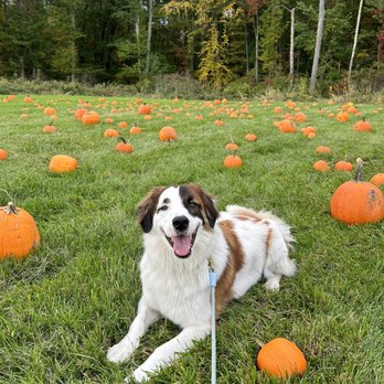 Muddy Paws Rescue - Animal Shelters Near Me Muddy Paws Rescue - Animal Shelters Near Me