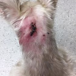 ABC K9 Training - Peggy Beagle the business owner stapled this dogs back while muzzled and held down without anesthesia.
