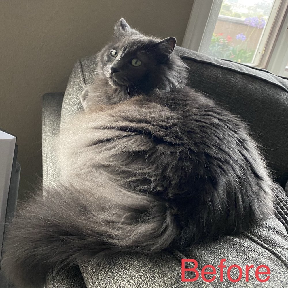 Pet Beloved - 13 year old Domestic Longhair. Before image. - Pet Groomers Near Me - San Diego, California Pet Beloved - 13 year old Domestic Longhair. Before image. - Pet Groomers Near Me - San Diego, California