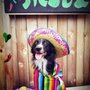 The Pet Resort On Main