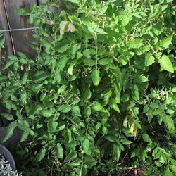Yachaywasi - Our beautiful san marzano tomato plant