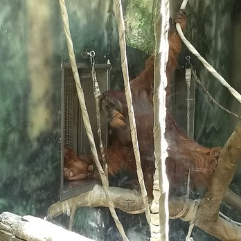 Fort Wayne Zoo - Mommy and baby orangutan - Zoos Near Me - Fort Wayne, Indiana Fort Wayne Zoo - Mommy and baby orangutan - Zoos Near Me - Fort Wayne, Indiana