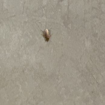 YakiniQ - cockroach - Barbeque Near Me - Livermore, California