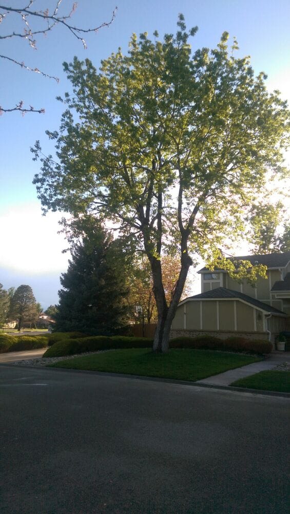 Artistic Tree Care - tree service in Denver, CO