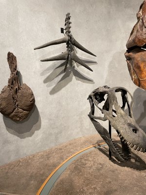 Denver Museum of Nature & Science by null