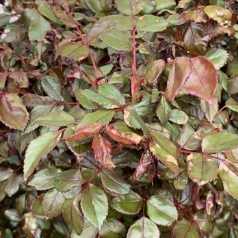 Crew Cut Enterprises - a close up of a bush of leaves - Pressure Washers Near Me - Edgewater, Maryland Crew Cut Enterprises - a close up of a bush of leaves - Pressure Washers Near Me - Edgewater, Maryland