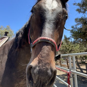 Webb Ranch - Horse Boarding Near Me - Portola Valley, California
