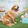 Photo of Spa 4 Paws